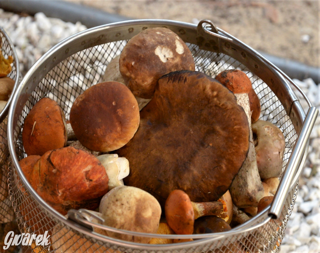  X Rodzinne Grzybobranie w Kaletach