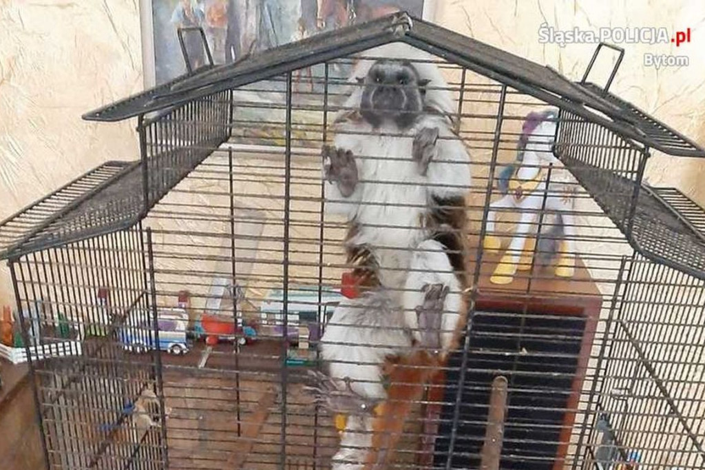 Małpy i papuga w ciasnych klatkach