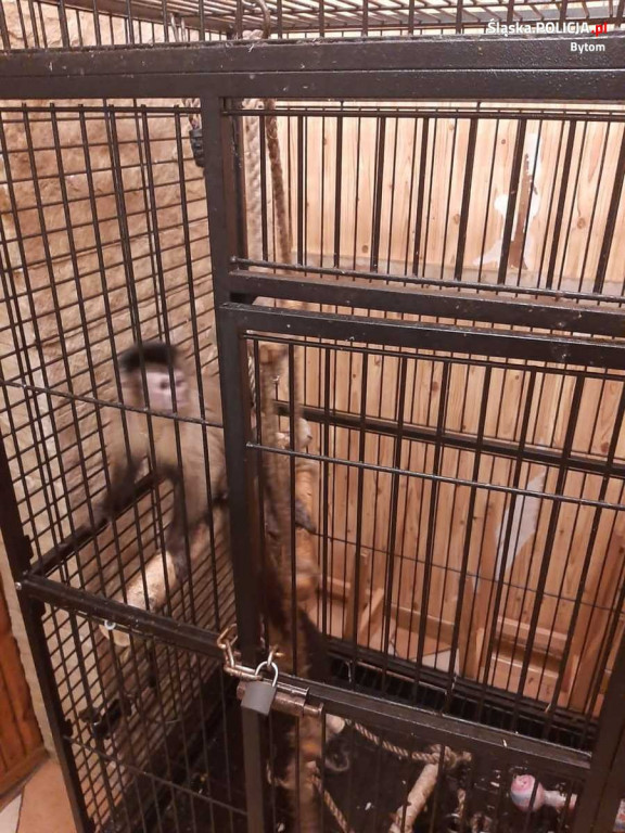 Małpy i papuga w ciasnych klatkach