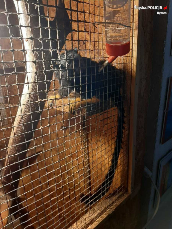 Małpy i papuga w ciasnych klatkach