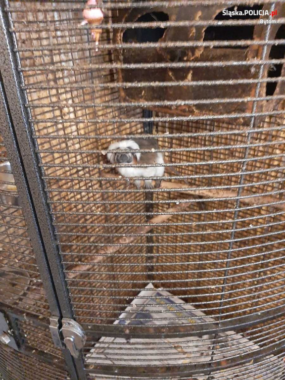 Małpy i papuga w ciasnych klatkach