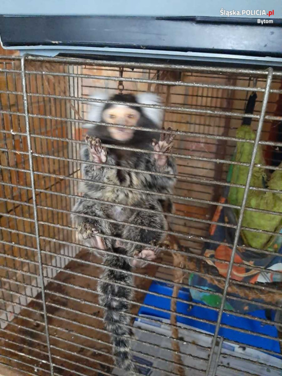 Małpy i papuga w ciasnych klatkach