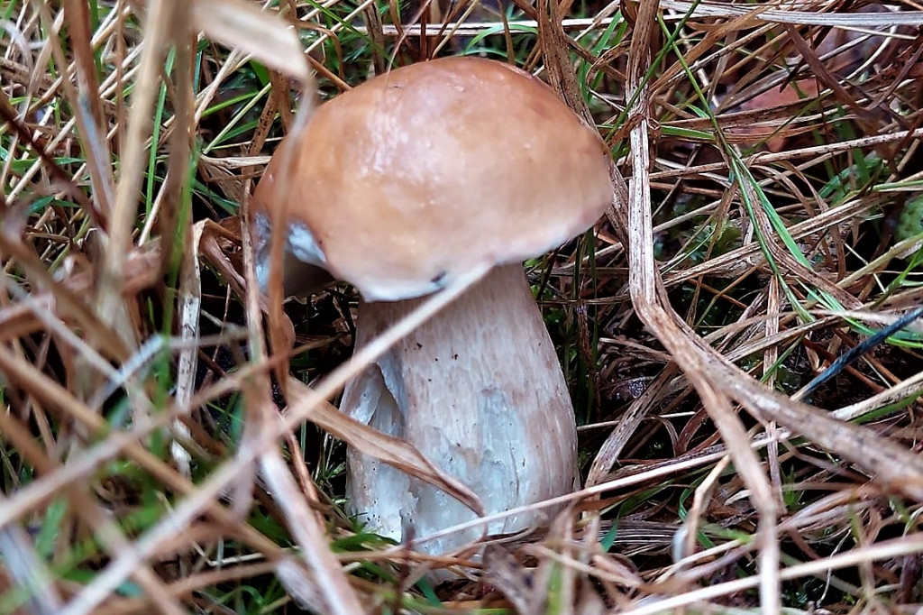 Kalety. Wysyp grzybów