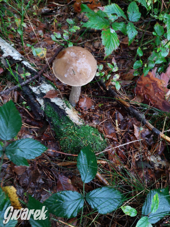 Kalety. Wysyp grzybów