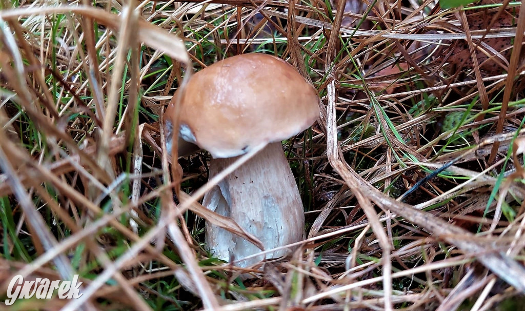 Kalety. Wysyp grzybów