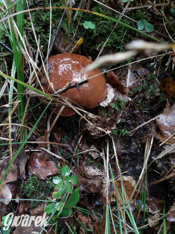 Kalety. Wysyp grzybów