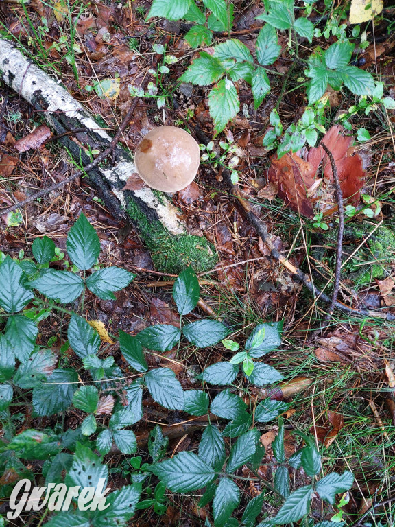 Kalety. Wysyp grzybów