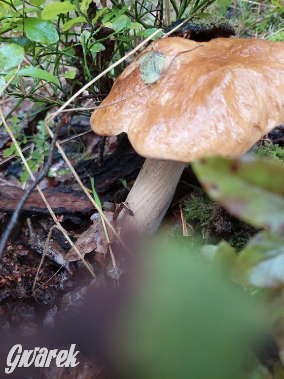 Kalety. Wysyp grzybów