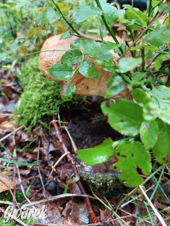 Kalety. Wysyp grzybów