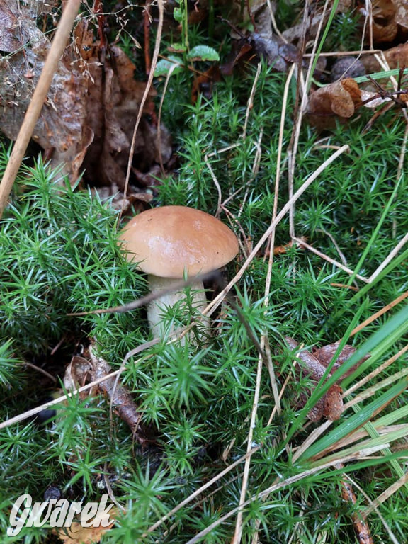 Kalety. Wysyp grzybów