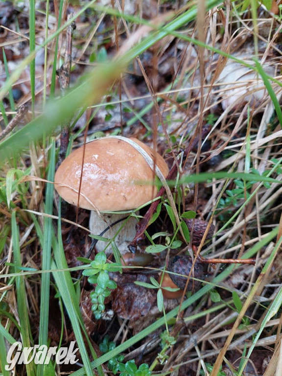 Kalety. Wysyp grzybów