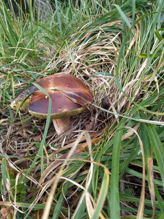 Udane grzybobranie. Jeden grzyb ważył 1,2 kg!