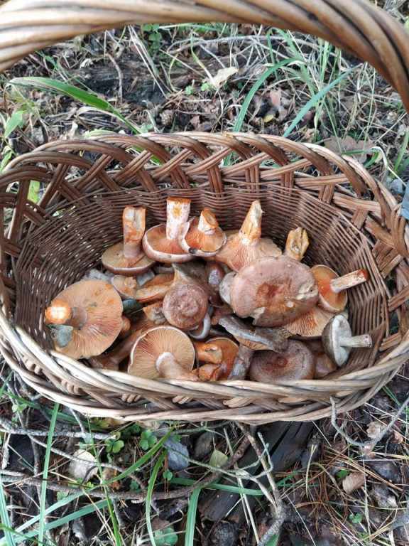 Udane grzybobranie. Jeden grzyb ważył 1,2 kg!