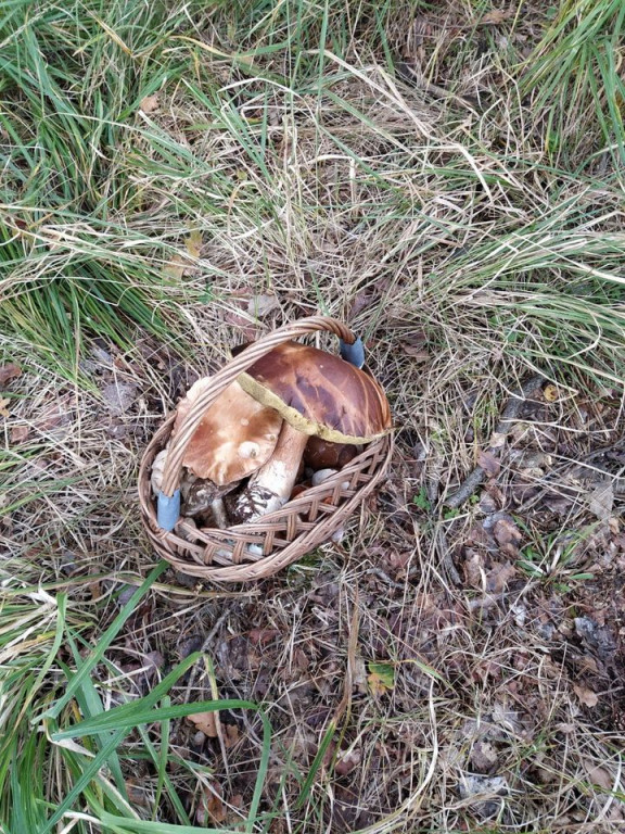 Udane grzybobranie. Jeden grzyb ważył 1,2 kg!