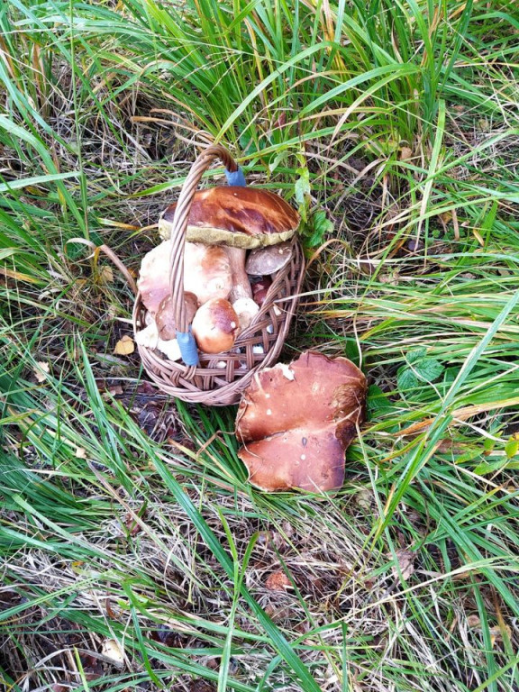 Udane grzybobranie. Jeden grzyb ważył 1,2 kg!