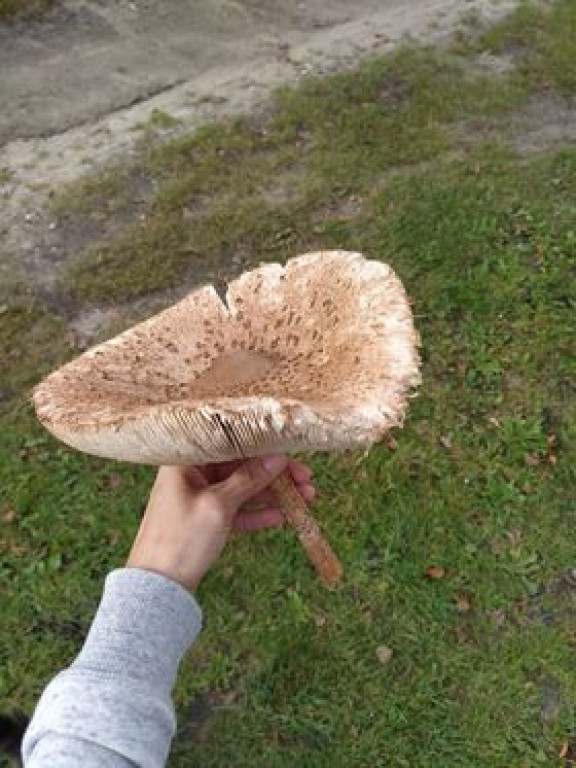 Udane grzybobranie. Jeden grzyb ważył 1,2 kg!