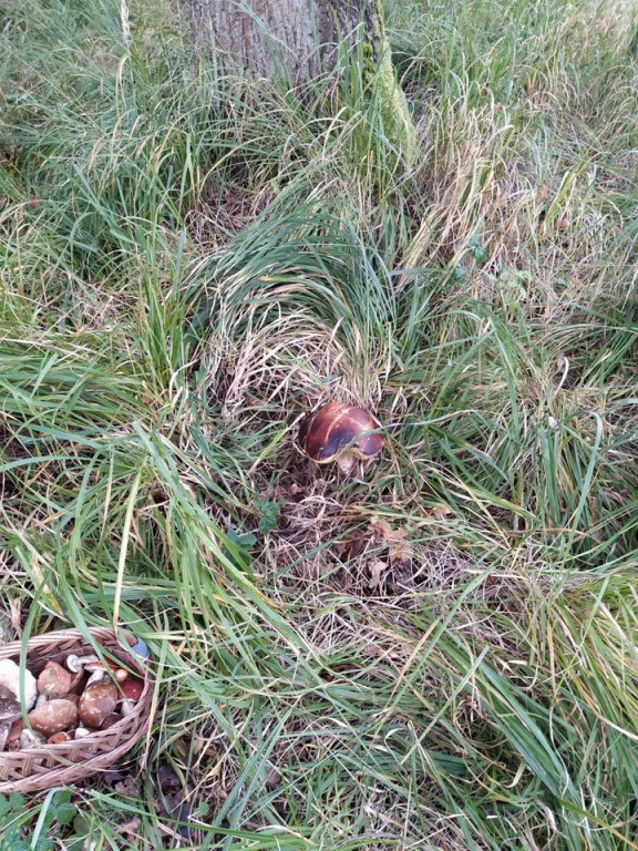 Udane grzybobranie. Jeden grzyb ważył 1,2 kg!