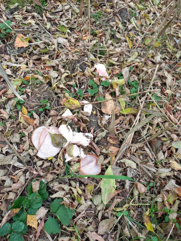 Podróż szlakiem Soplicy - sprzątanie Strzybnicy