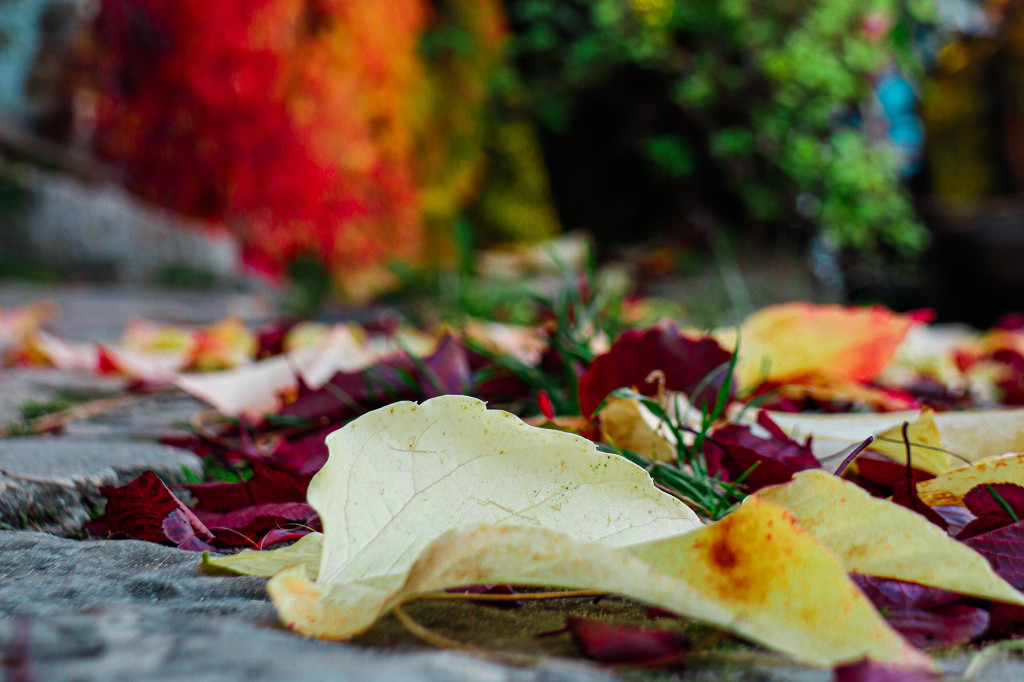 Tarnowskie Góry i barwy jesieni