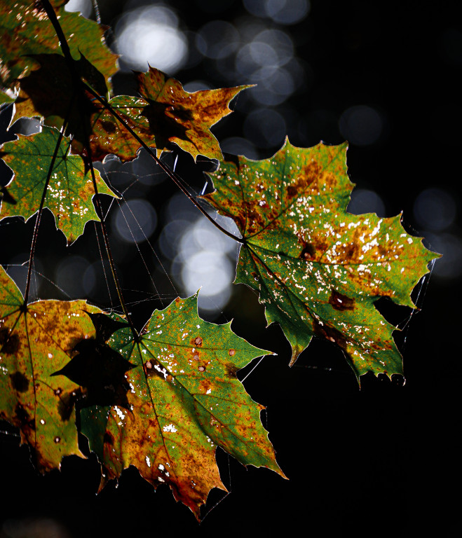 Tarnowskie Góry i barwy jesieni