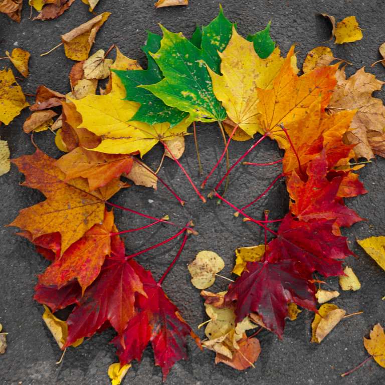 Tarnowskie Góry i barwy jesieni