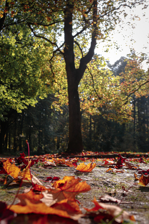 Tarnowskie Góry i barwy jesieni