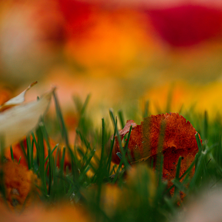 Tarnowskie Góry i barwy jesieni