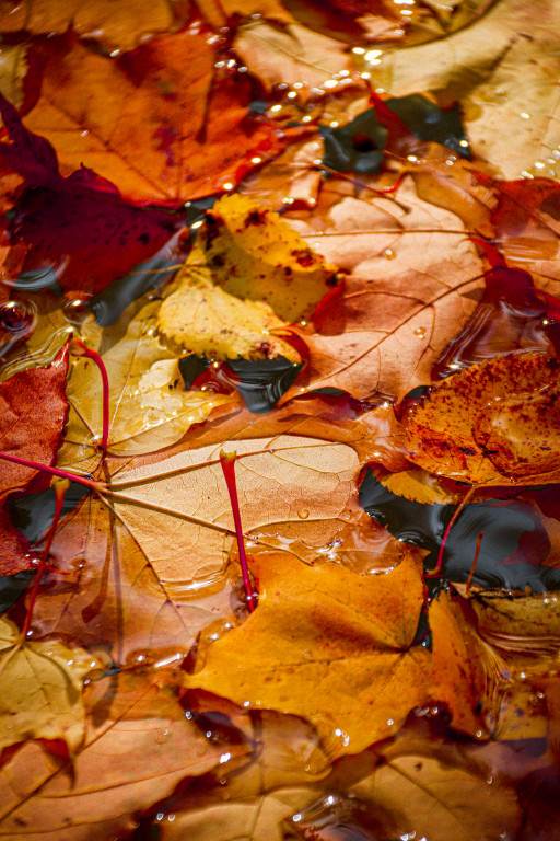 Tarnowskie Góry i barwy jesieni