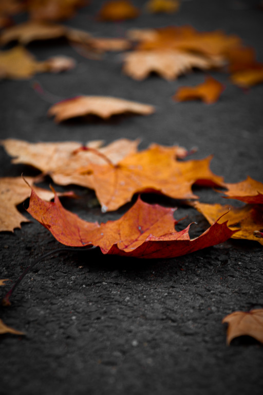 Tarnowskie Góry i barwy jesieni