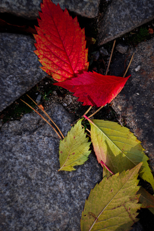 Tarnowskie Góry i barwy jesieni