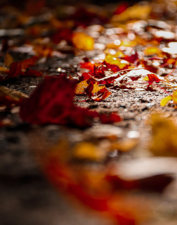 Tarnowskie Góry i barwy jesieni