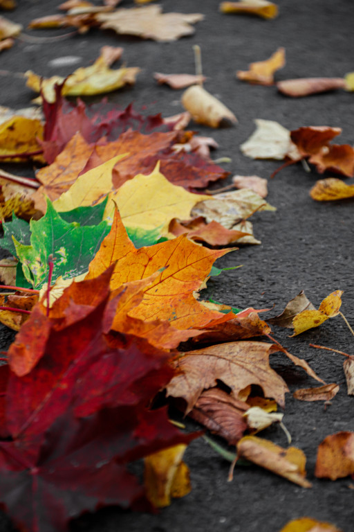 Tarnowskie Góry i barwy jesieni