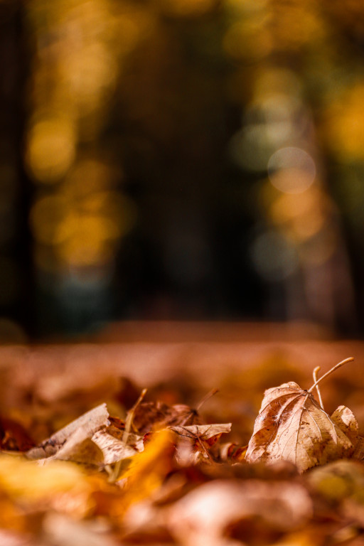Tarnowskie Góry i barwy jesieni