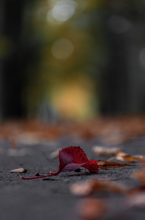 Tarnowskie Góry i barwy jesieni