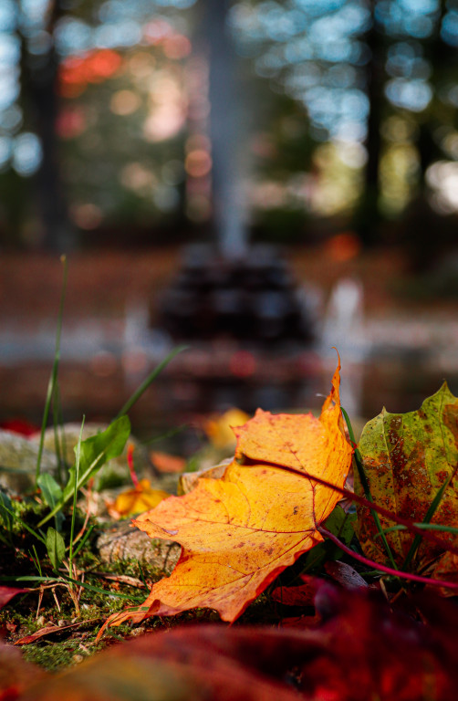 Tarnowskie Góry i barwy jesieni