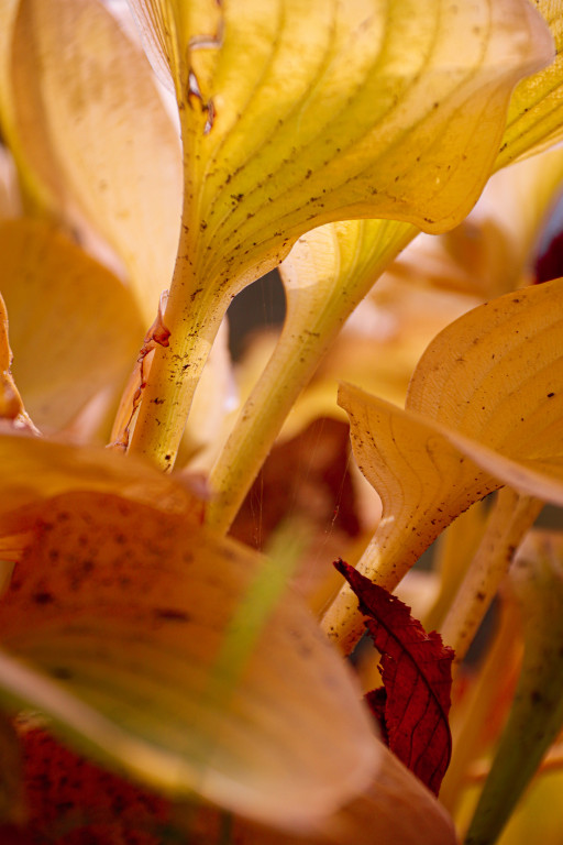 Tarnowskie Góry i barwy jesieni