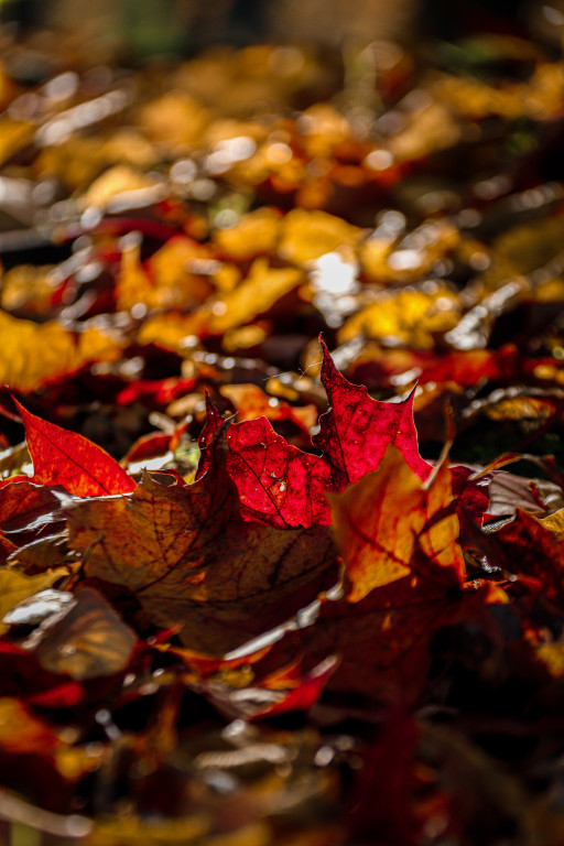 Tarnowskie Góry i barwy jesieni