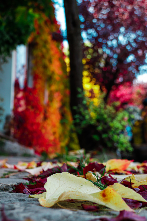 Tarnowskie Góry i barwy jesieni