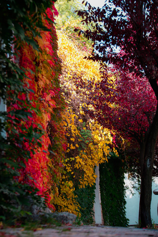 Tarnowskie Góry i barwy jesieni