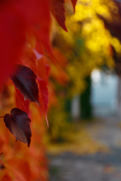 Tarnowskie Góry i barwy jesieni