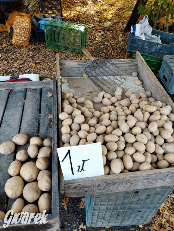 Tarnowskie Góry. Takie ceny dzisiaj na targu