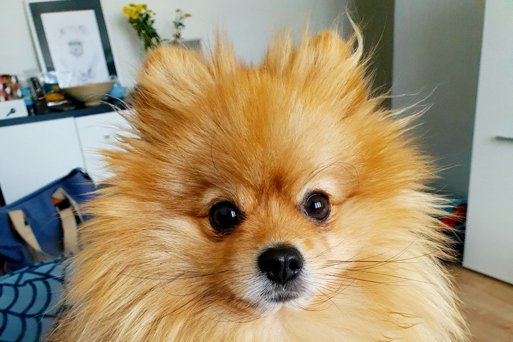 Plebiscyt Superzwierzaki w obiektywie