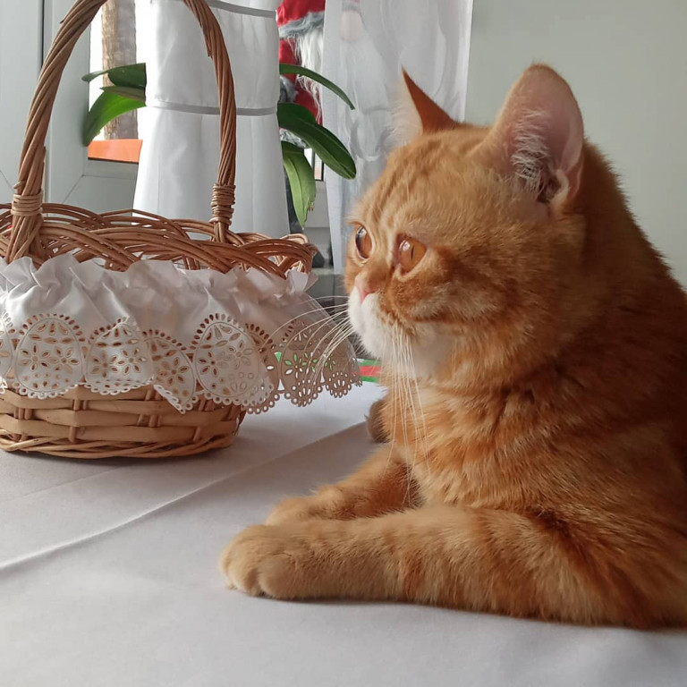 Plebiscyt Superzwierzaki w obiektywie