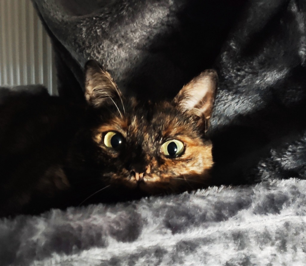 Plebiscyt Superzwierzaki w obiektywie