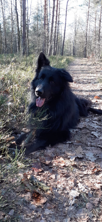 Plebiscyt Superzwierzaki w obiektywie