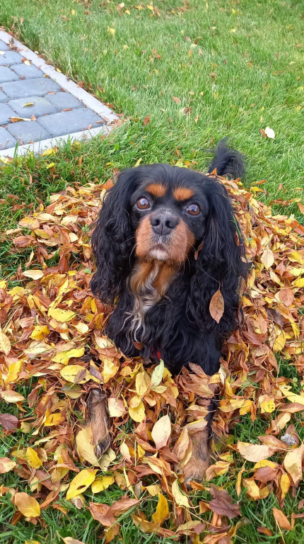 Plebiscyt Superzwierzaki w obiektywie