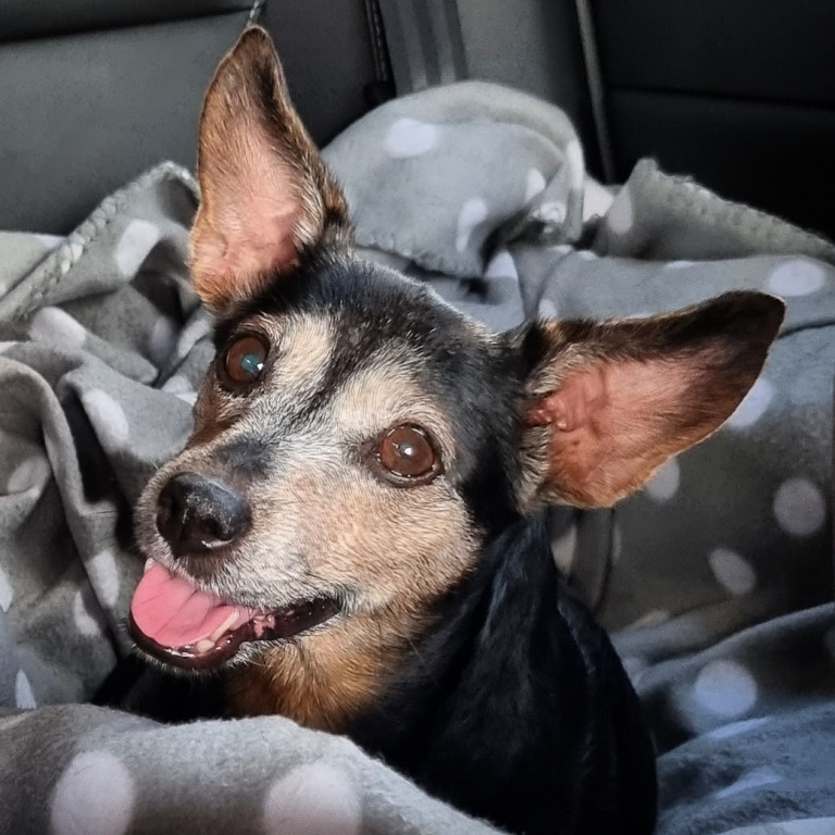 Plebiscyt Superzwierzaki w obiektywie