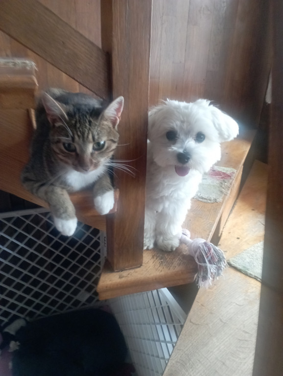 Plebiscyt Superzwierzaki w obiektywie