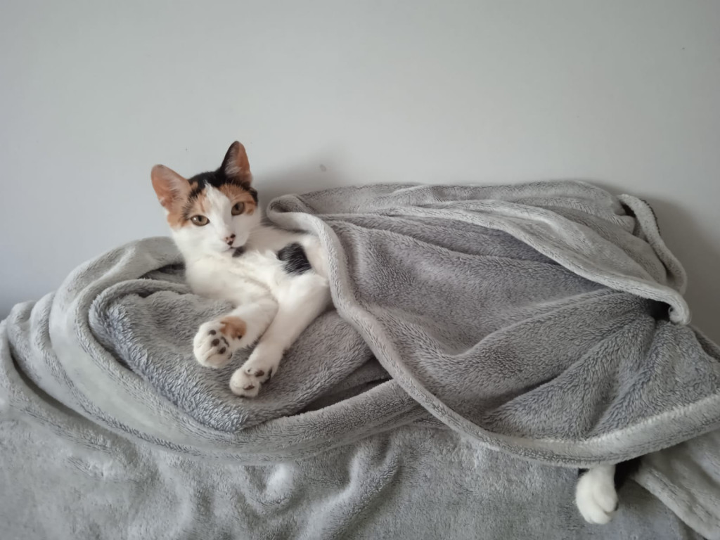 Plebiscyt Superzwierzaki w obiektywie