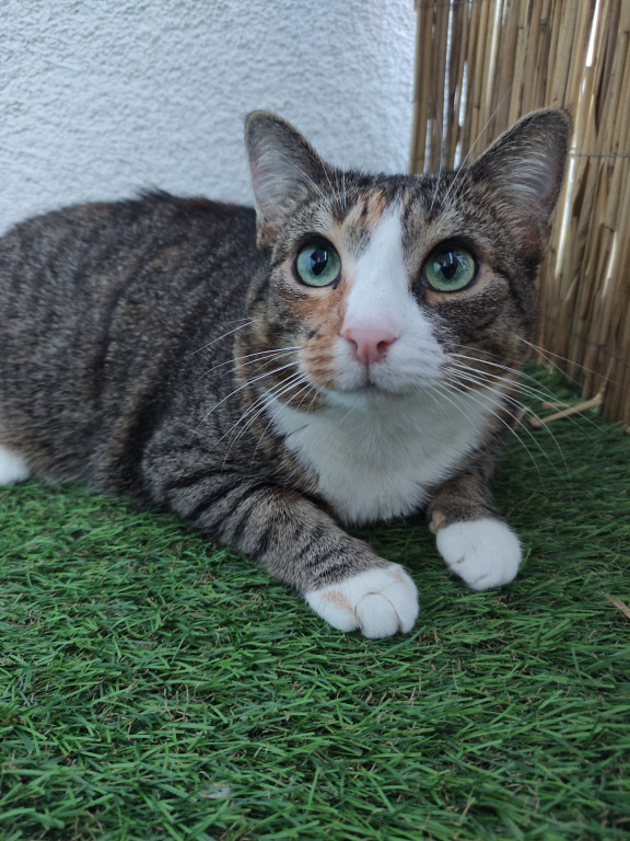 Plebiscyt Superzwierzaki w obiektywie